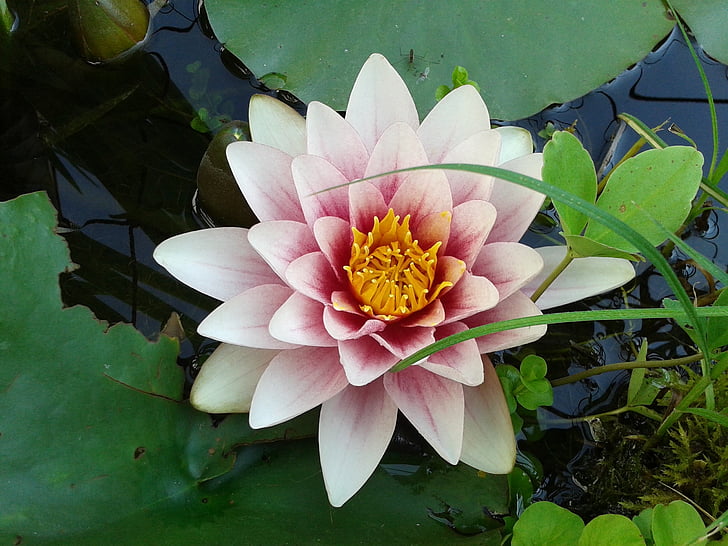 water lily, màu hồng, nước, Blossom, nở hoa, Ao