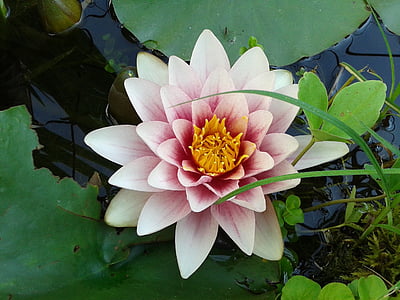water lily, pink, water, blossom, bloom, pond