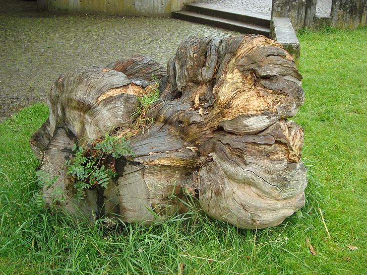 дървен материал, корен, природата, Грийн