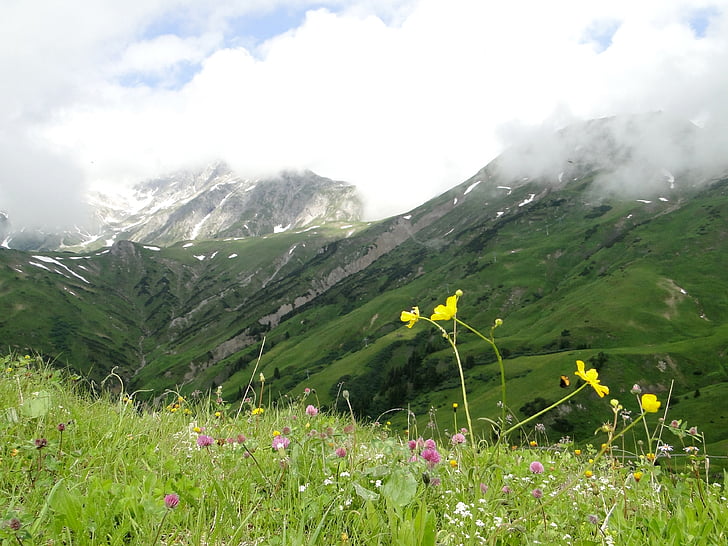 alpine, landscape, mountain flower, mountains, nature, austria, view