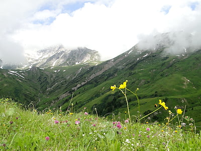 αλπική, τοπίο, άνθος του βουνού, βουνά, φύση, Αυστρία, Προβολή
