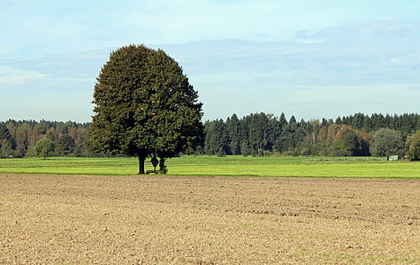 szántóföldi, mezőgazdaság, fa, külön-külön, a mező, rét, széles