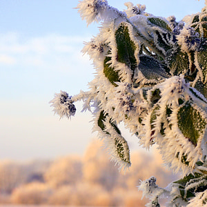 pozimi, LED, hladno, rastlin, Frost, najtežji, zimske sanje