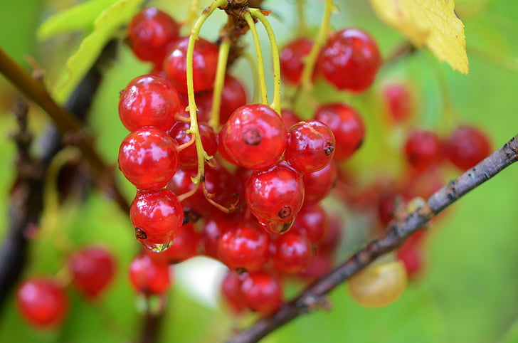 Berry, červená, jedlo, ovocie, zdravé, sladký, letné