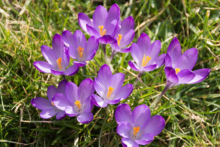 crocus, purple, spring awakening, early bloomer, flower, blossom, bloom