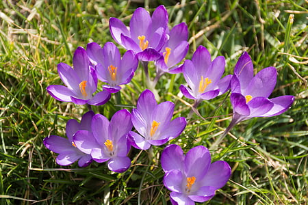 crocus, purple, spring awakening, early bloomer, flower, blossom, bloom