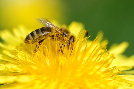 Pszczoła, zawsze, pyłek, owad, Natura, makro, nektar
