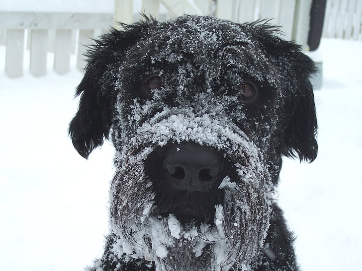 개, 겨울, 눈, 하얀, 감기, 동물, 애완 동물