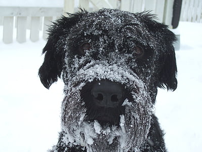 anjing, musim dingin, salju, putih, dingin, hewan, hewan peliharaan