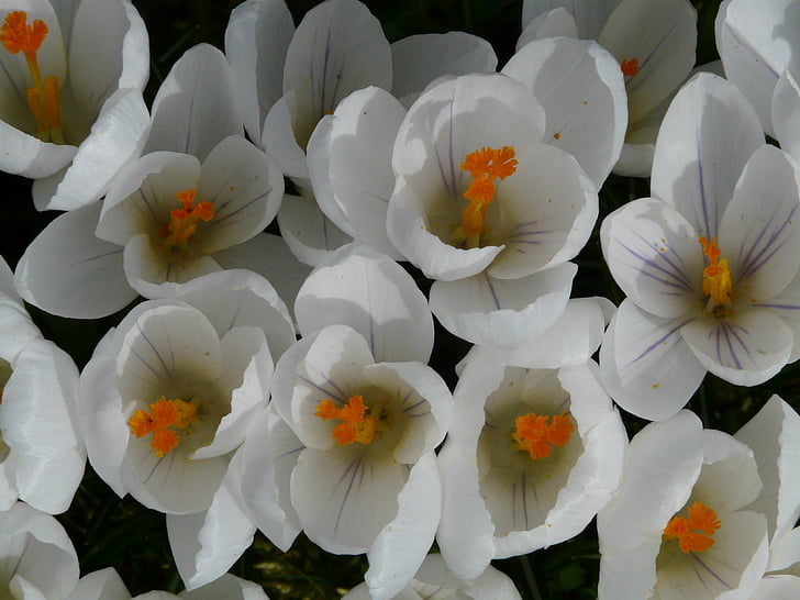 krokus, plant, Tuin, sluiten, macro, bloemen, lente