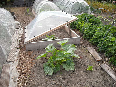 정원, 야채, 원 예, 식물, 번 식, 블 룸, 온실
