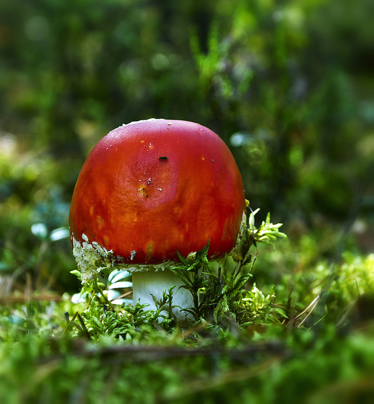 forest, autumn, mushroom, amanita
