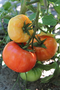 tomatid, taim, köögiviljad, tomat, taimne, toidu, põllumajandus