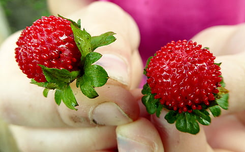 fraise, fraises de bois, fruits, Berry, rouge, vitamines, Frisch