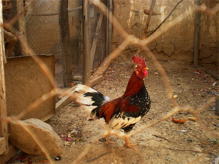red, white, black, rooster, cage, pen, chicken - bird