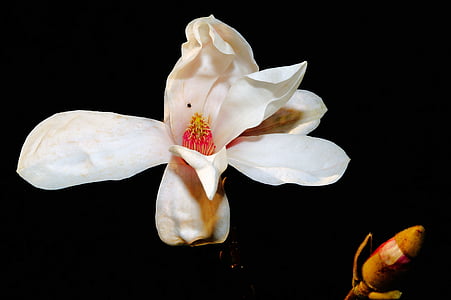 magnolia tulipán, flor, floración, Blanco, blanca flor, primavera, naturaleza