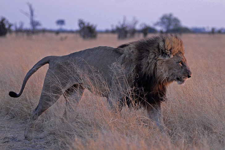 Lion, Botswana, savuti, Predator, faune, animaux à l’état sauvage, animal
