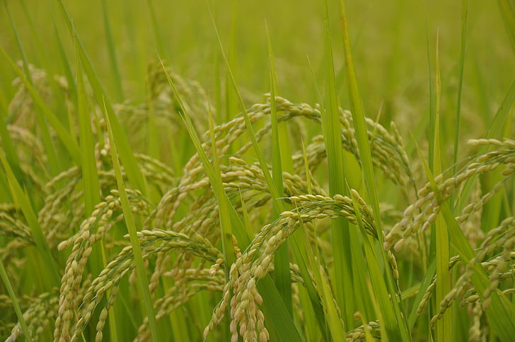 на Ямада в оризовите полета, ориз, USD, Япония, фон