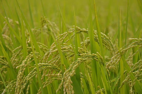 Ямада рисових полів, Райс, USD, Японія, фоновому режимі