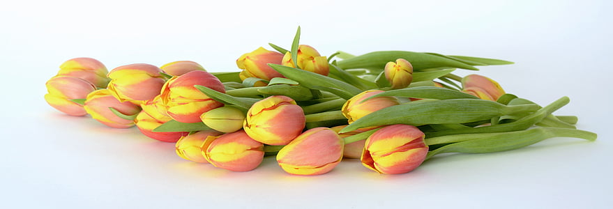 tulppaanit, kukat, oranssi, Luonto, kevään, Frühlingserwachen, frühlingsanfang