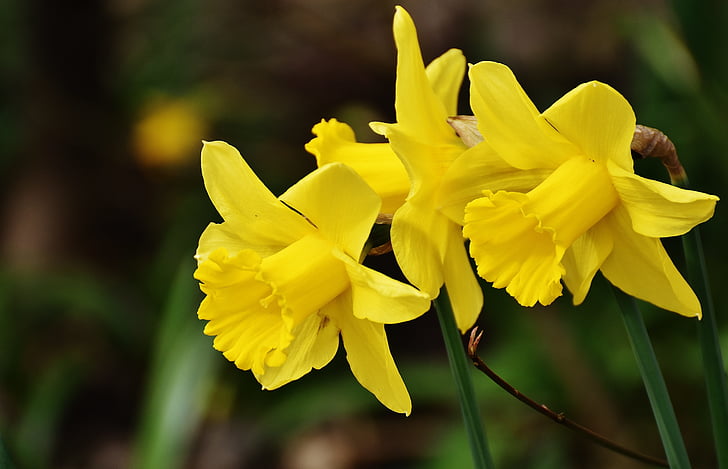 daffodils, yellow, spring, blossom, bloom, flowers, narcissus pseudonarcissus