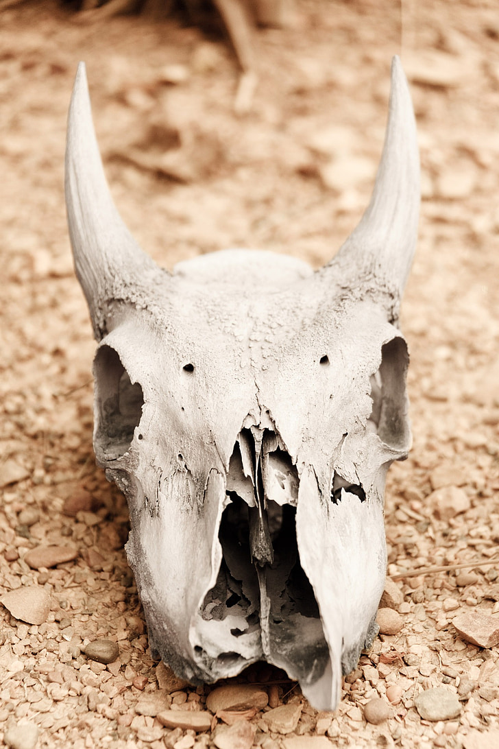 crâne animal, aride, osseuse, morte, mort, carie, désert