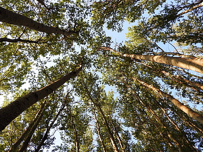 trees, angle, nature, sky, forest, environment, green