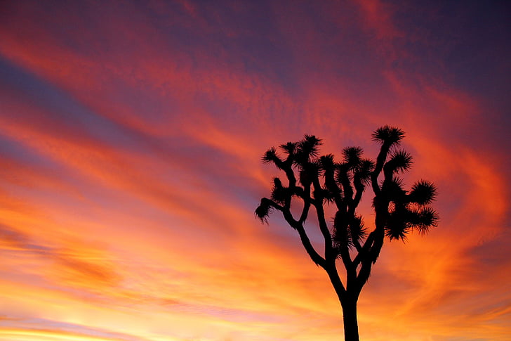 pôr do sol, Joshua tree, céu, colorido, paisagem, Parque Nacional Joshua tree, Califórnia