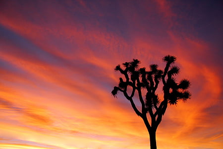 zachód słońca, Drzewo Jozuego, niebo, kolorowe, krajobraz, park narodowy Joshua tree, Kalifornia