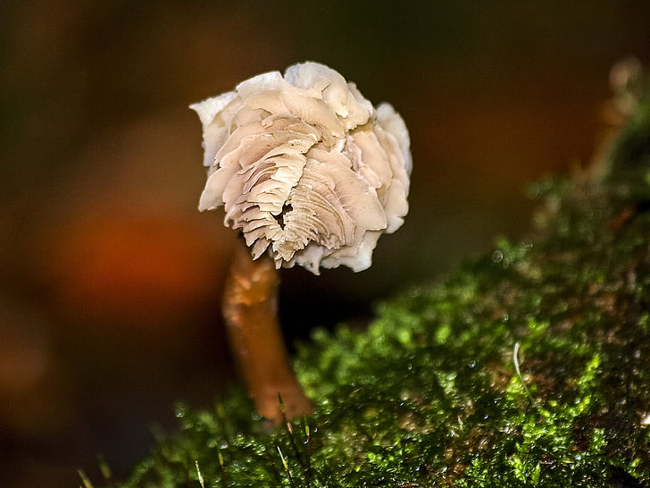 mushroom, autumn, forest, nature
