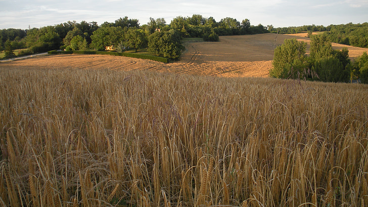hvede, felt, korn, Frankrig, landskab, majsmarken, landbrugs