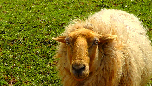 avių, vilnos, gyvūnų, avių banda, minkštas, pieva, žalia