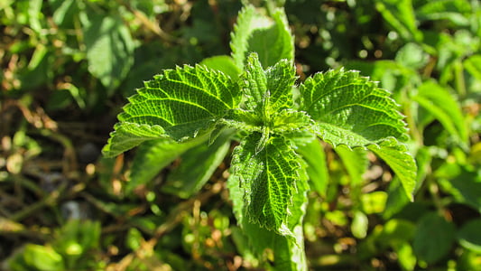 nettle, plant, green, nature, leaves, flora, herb