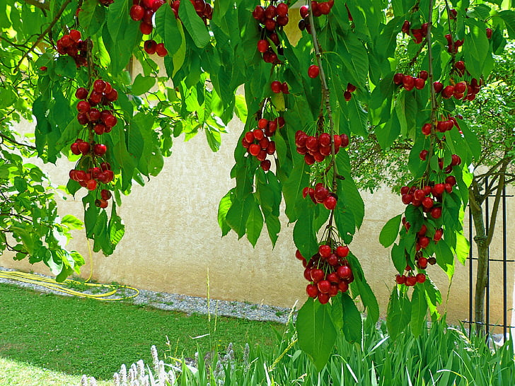 frutas, árvore de fruta, cerejas, Ramos, folhas, vermelho, jardim