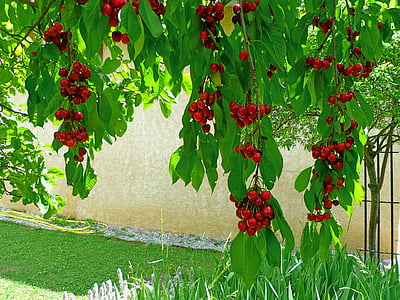 ovocie, ovocný strom, čerešne, pobočky, listy, červená, Záhrada