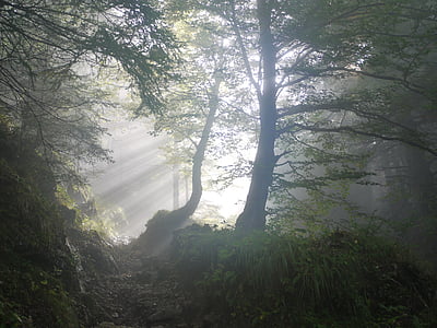 rise, morning, fog, sunbeam, mystical, in the early morning, mood