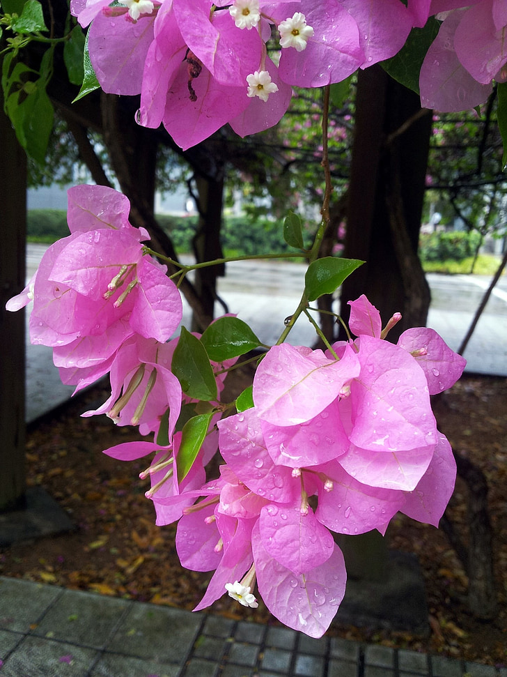 bunga, bunga-bunga liar, bougainvillaea bunga blossom, Singapura, bunga, tanaman, alam