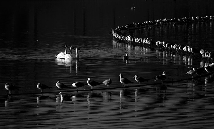black and white, artistic, swans, lake, water, seaquells, bird