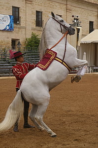 caballo, Doma clásica, formación
