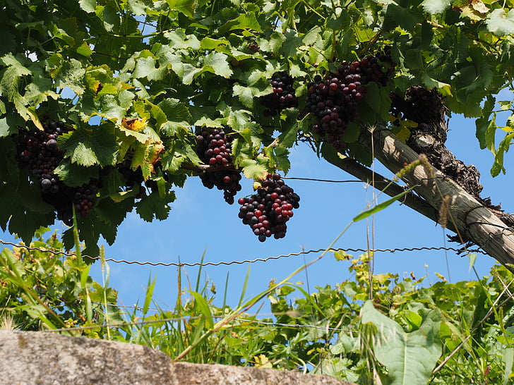 Grapevine, raisins, viticulture, bleu, plantation, grimpeur, culture