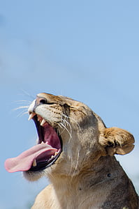 lion, lioness, sky blue, yawn, cat, africa, animal