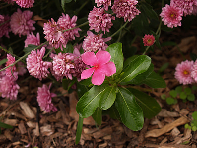 цветя, природата, розово, растителна, цвете фон, Jolly mill park, Нютън Каунти