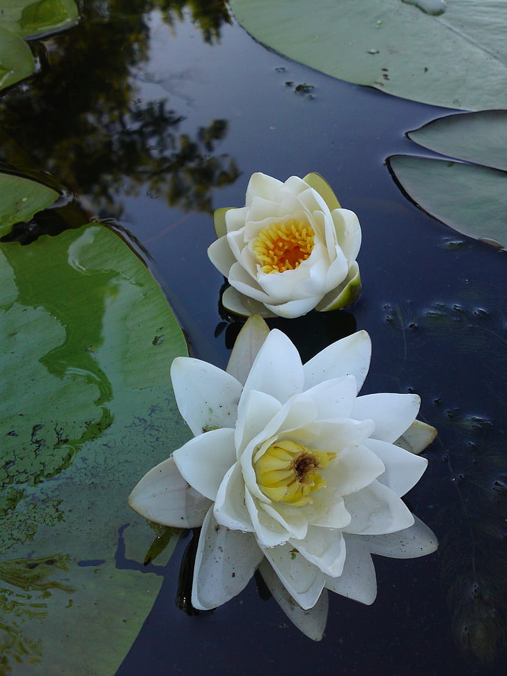 Lilija, upes, augi, ūdens lily, daba, dīķis, Lotus ūdens lily