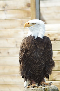 Bald eagle, Adler, lind, sulestiku, röövlind, kohev, loomade maailm