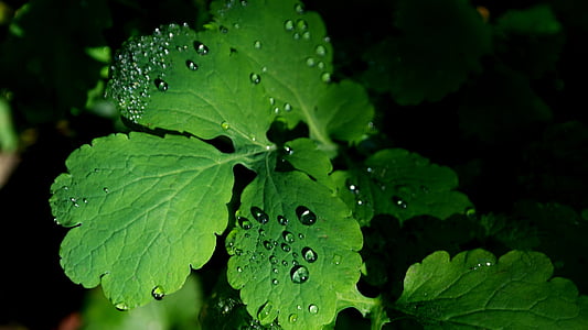 leaves, dew, green, dewdrop, drop of water, autumn, plant