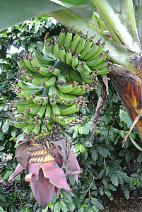 banán, Kostarika, banánovej plantáži