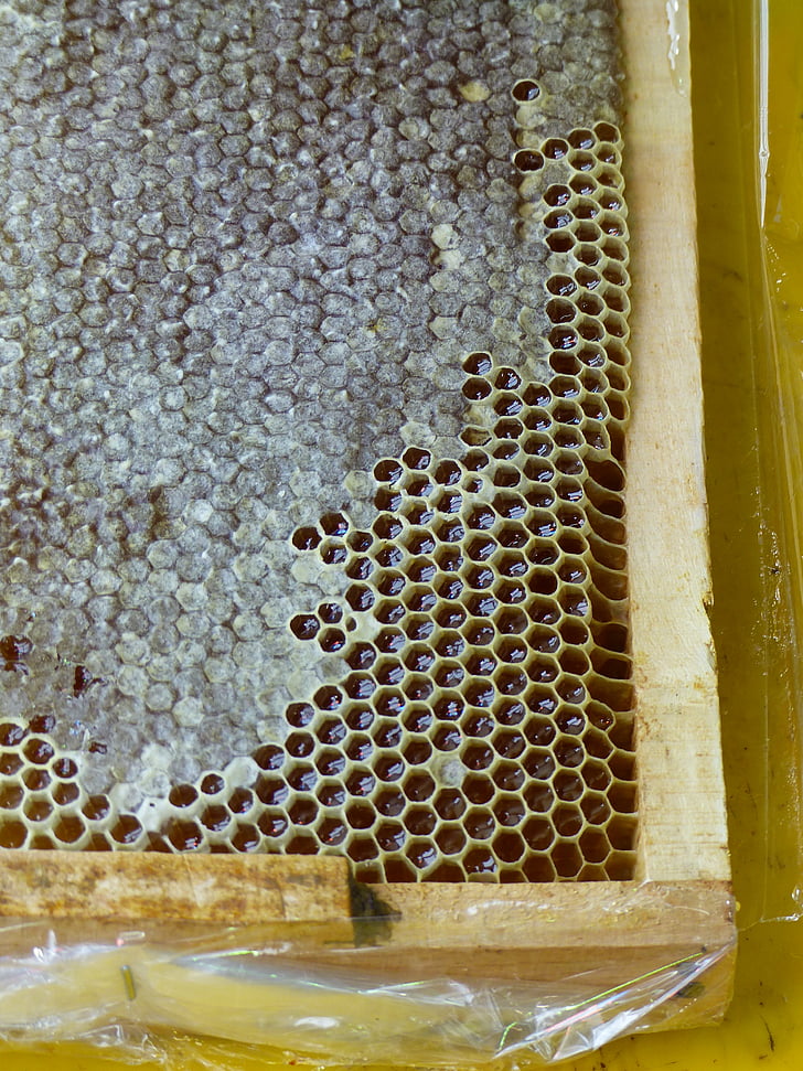 iran, honey, honeycomb, insect, honey production, honey combs, beekeeping