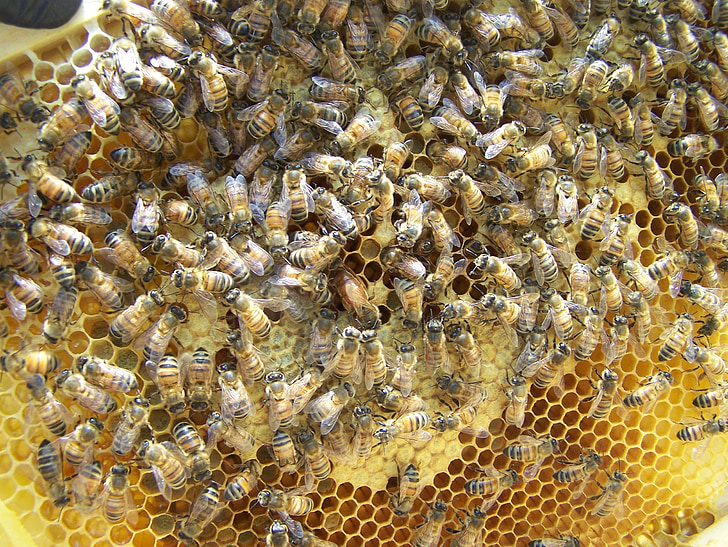 dronning, bidronningen, honning, Bee, koloni, hive, arbejdstager