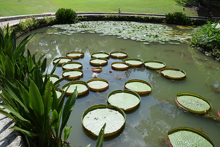 staw, ogród botaniczny, woda roślin, Singapur, Natura, wody