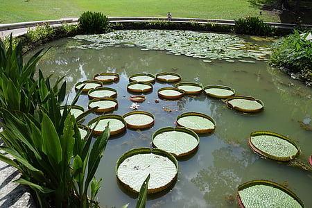 pond, botanical garden, water plant, singapore, nature, water